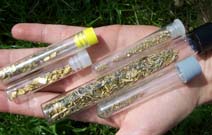 débris d'or classé dans tubes de collection en verre